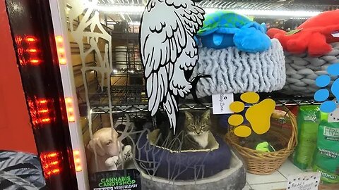 Peeking in on Cat in Pet Store During Morning Commute Down South Street, Philadelphia Hoods Walk
