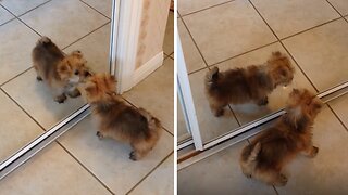 Puppy Discovers His Reflection In The Cutest Way
