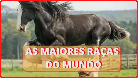 MAIORES RAÇAS DE CAVALOS DO MUNDO 2022