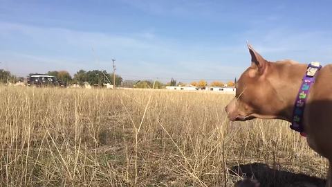 Lucy the Pit Bull saves another life!