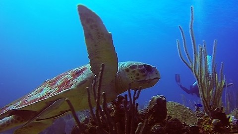 Divers swim with extremely rare loggerhead sea turtle