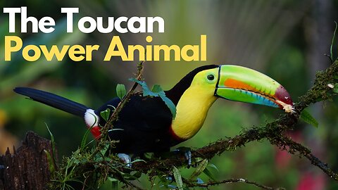 The Toucan Power Animal