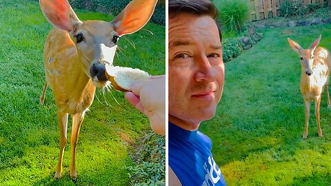 Witty Man Delivers A Dose Of Hilarious Deer Pun Jokes