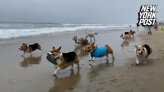 Corgi Beach Day 2022 takes over Huntington Beach