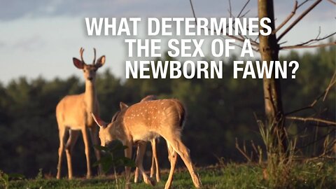 Sex Determinants of Newborn Fawns