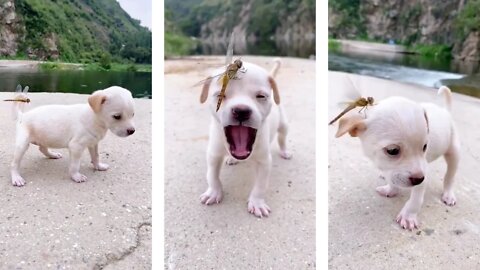 funny dog ​​and dragonfly )