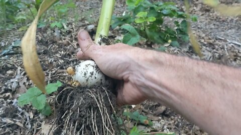 Monster Garlic - hard neck