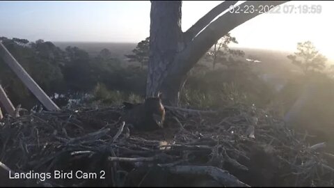 Mom Hisses at An Osprey Circling Nest 🦉 2/23/22 07:23