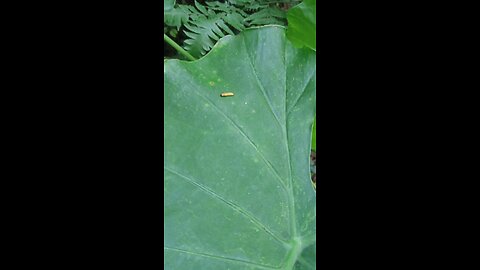 Bugs sleeping on the leaves