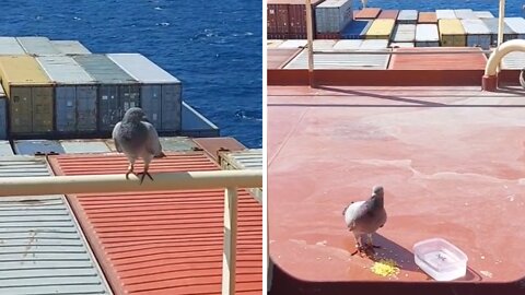 Capitan finds friendly pigeon hundreds of miles from shore