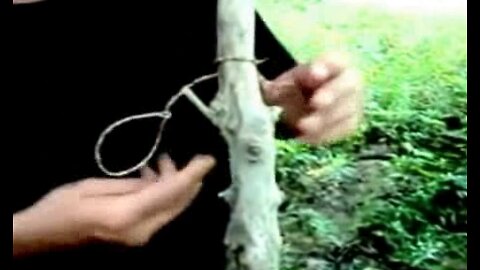 PRIMITIVE SURVIVAL, Squirrel Snare from Cordage for Food and Hides