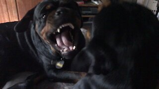 Rottweiler pups playing lazily