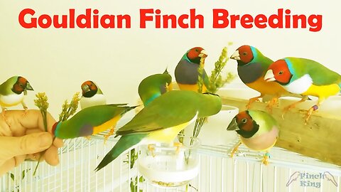 Gouldian Finch - Breeding Caring Entire Guideline For Success