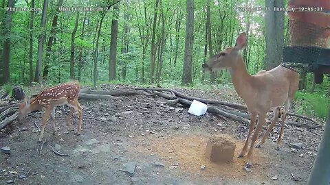 Fawn Smooches !! 5/31/22