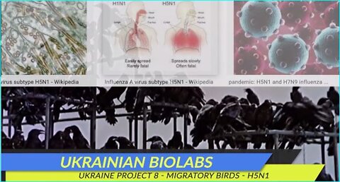 Ukraine Project Eight - Tell No One. Genetic Bio-Weapon Bird Attacks Project Fly Away