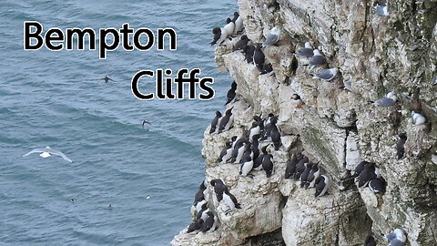 Bempton Cliff tops