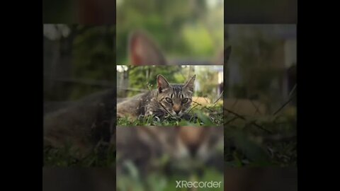 cat @ garden! ! cat screaming video cute cat