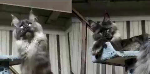This Scary But Infact Adorable Cat Playing With Toy