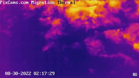 Nocturnal Migration on Thermal Camera - 8/30/2022 @ 2:17 - Slow-Motion View