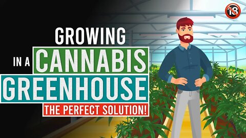 Growing Cannabis in a Greenhouse: The Perfect Solution!