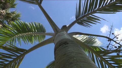 Naples Botanical Garden pushes back on FL cities removing palms