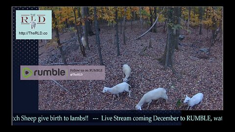 Live stream Sheep Lambing