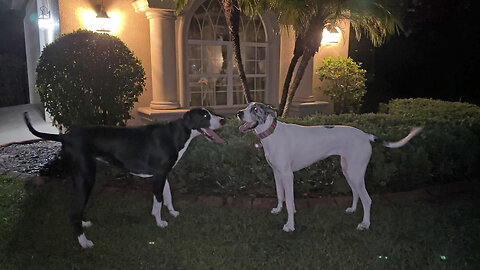 Great Dane Best Friends Are Back Together In Florida