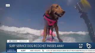 Surf service dog Ricochet passes away
