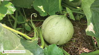 Melon Pollination