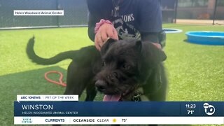 Pet of the Week: Winston