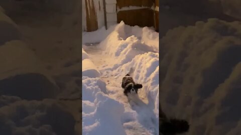 Luna Puppy Cavalier King Charles Spaniel Dog Hops in Huge Fresh Snow Dump