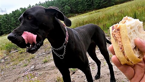Vocal Great Dane begs for salmon sandwich on long hike