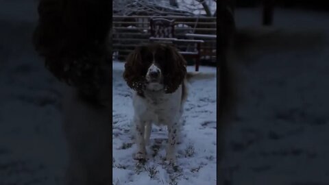 Springer Spaniel plays with Football in Snow #dog #dogshorts #dogplaying #spaniel