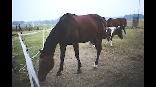 Horses drink and play with each other