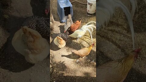 Grapes vs Chickens. #shorts #chicken #grapes #outside #florida #homsteading # chickens