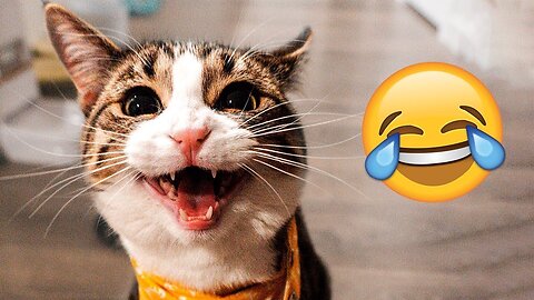 Funniest Dogs And Cats Videos 😅 - Best Funny Animal Videos 2023 😇