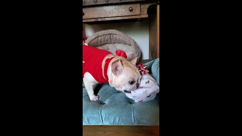 Cute French Bulldog opens her Birthday present.