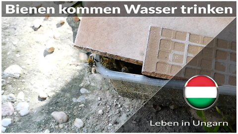 Bienen kommen zu uns Wasser trinken - Leben in Ungarn