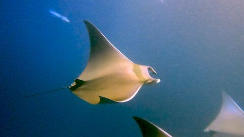 Snorkeling in the darkness reveals a world of beautiful creatures