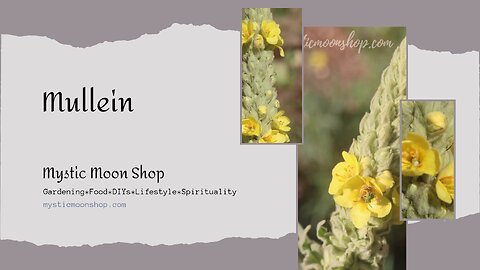 Growing, Harvesting & Using Mullein