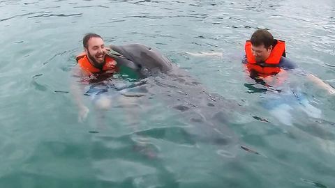 Playful dolphin takes extreme liking to young man