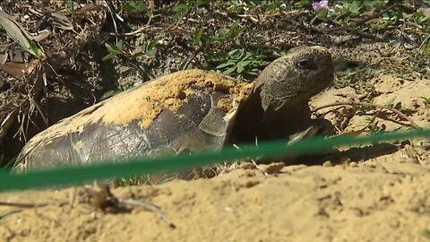Gopher Tortoise Day takes over Koreshan State Park