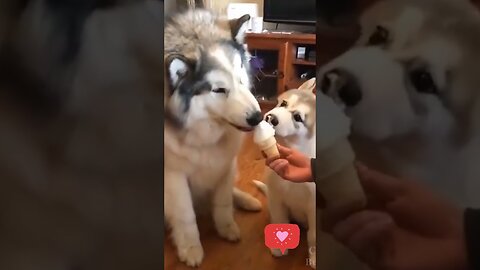 Adorable Husky Eating Ice Cream with Pup - Cute Funny Dog Videos