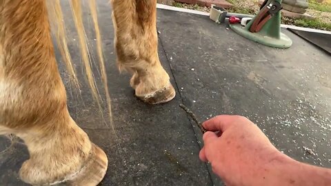 Horsy Hooves, Cat Spanking $ Rabbit Grapes - A Video About Nothing