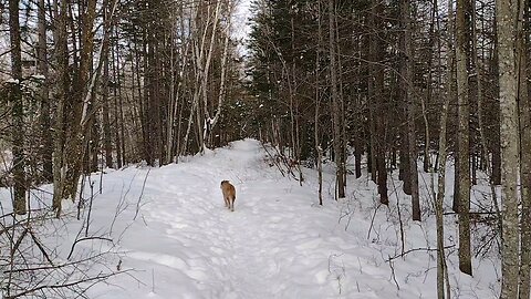 Winter Walk in the Woods