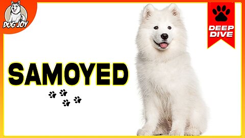 EVERYTHING You NEED To KNOW About The SAMOYED