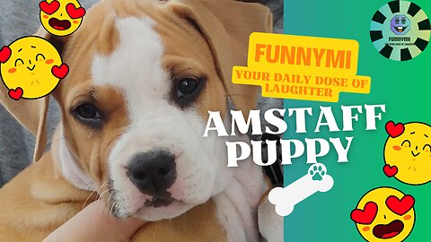 Amstaff Puppy playing and acting up PART 1 🐕 🦴 🐕