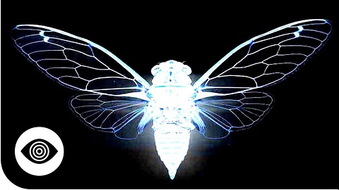 Who Are Cicada 3301 Working For?