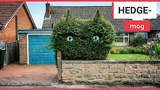 Gardener cuts his hedge into the shape of a cat