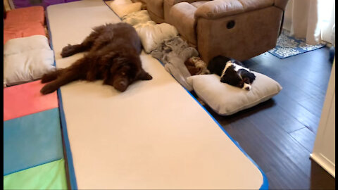 Tumble Mat Makes Perfect Bed For Giant Newfie